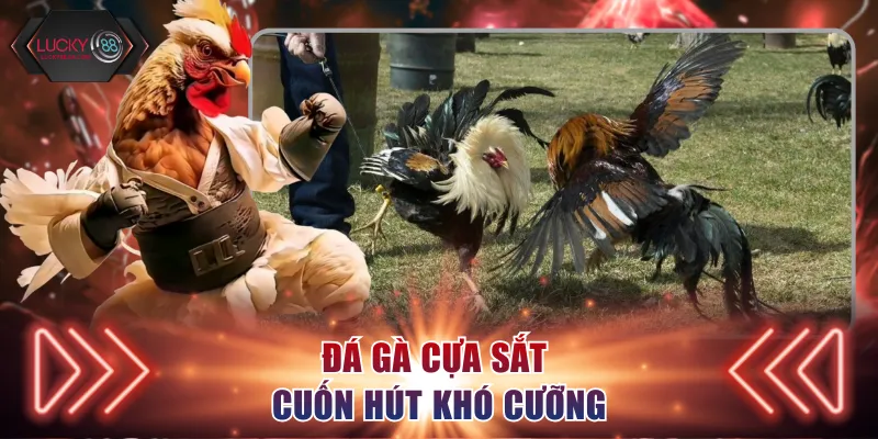 Đá gà cựa sắt cuốn hút khó cưỡng