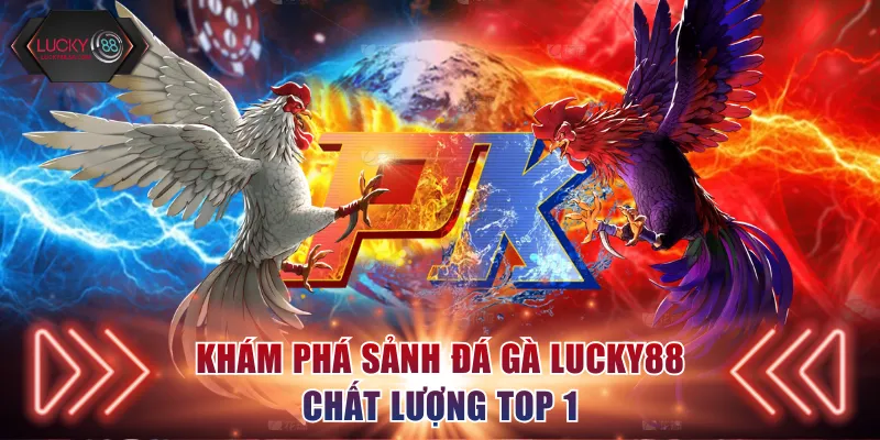 Khám phá sảnh đá gà Lucky88 chất lượng