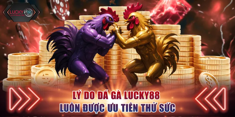 Lý do đá gà Lucky88 luôn được ưu tiên thử sức